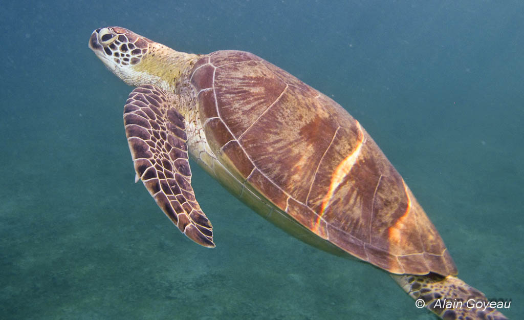 Une tortue Verte remonte à la surface pour respirer.