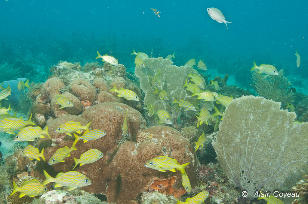 Des Gorettes (Haemilon flavolineatum) vivent sur le site de l'Aquarium.