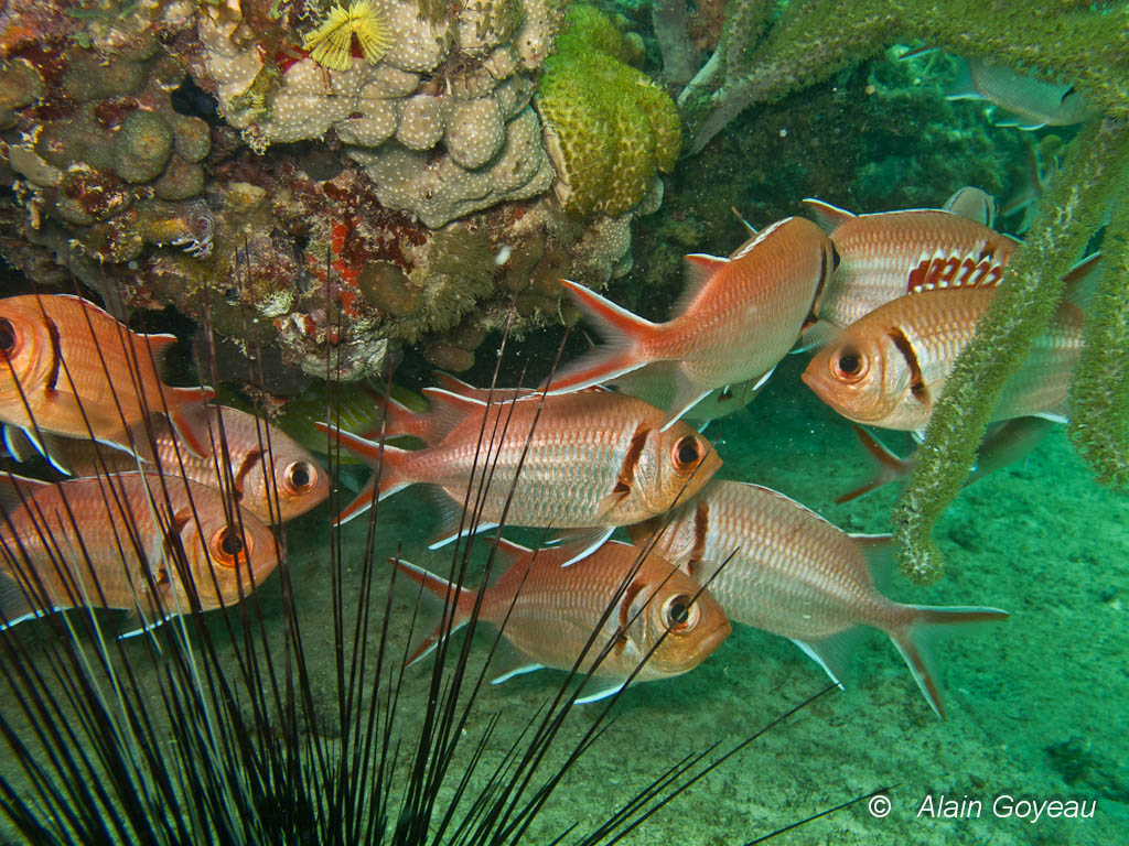 Des Mombins (Myripristis jacobus) se dissimulent dans une faille.