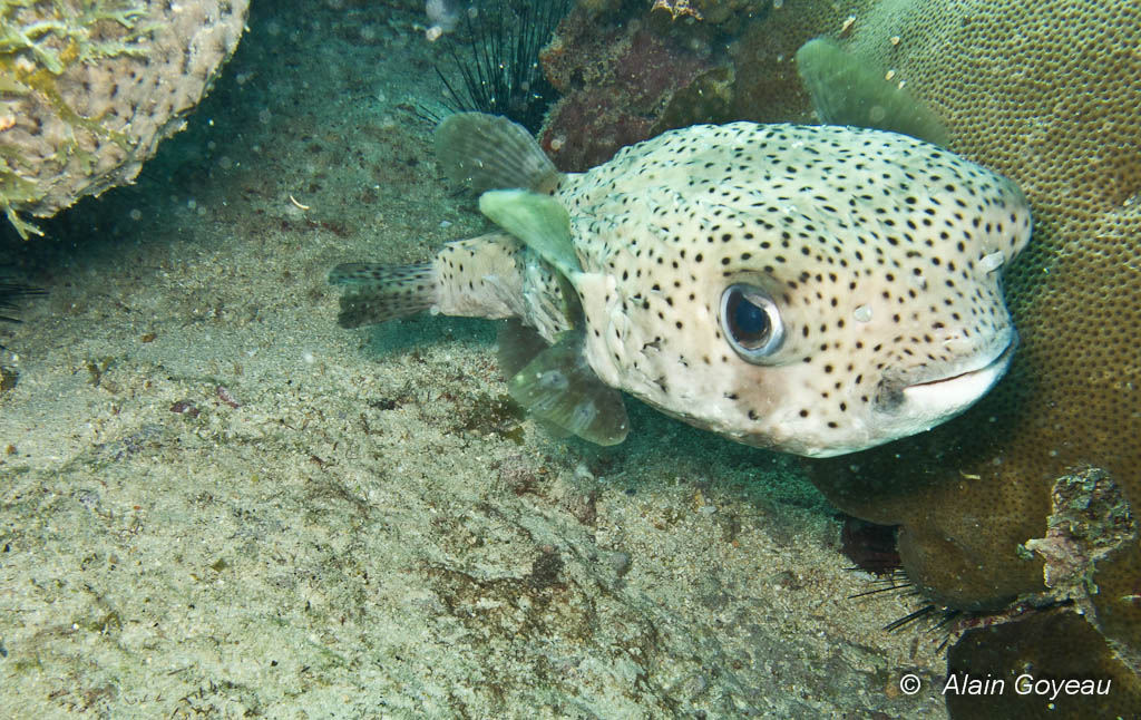 Le Grand Diodon (Diodon hystrix) un regard presque humain.