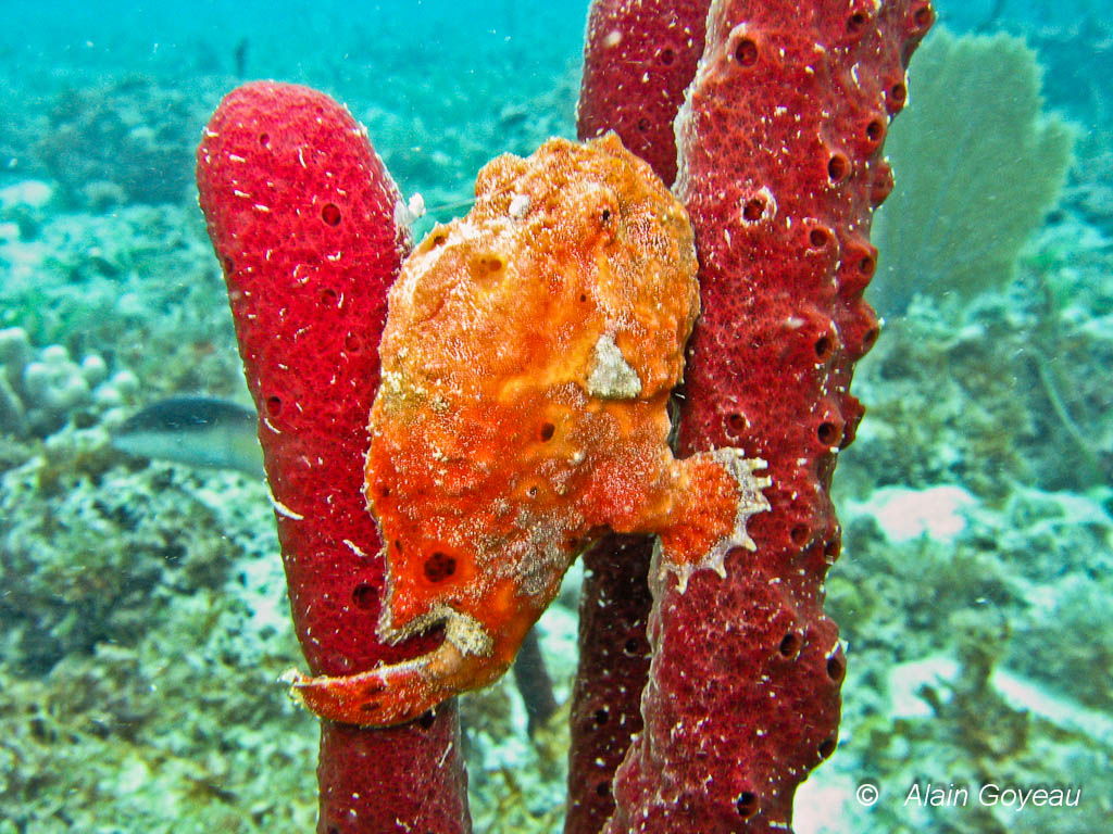 Un Poisson Antennaire (Antennarius ocellatus) s'accroche à une éponge corde.