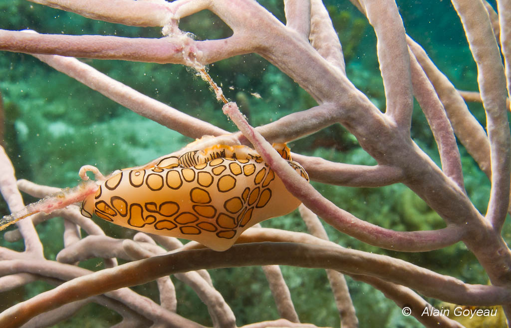 La Monnaie Caraïbe (Cyphoma gibbosa) est un mollusque carnivore qui se nourrit de la gorgone.