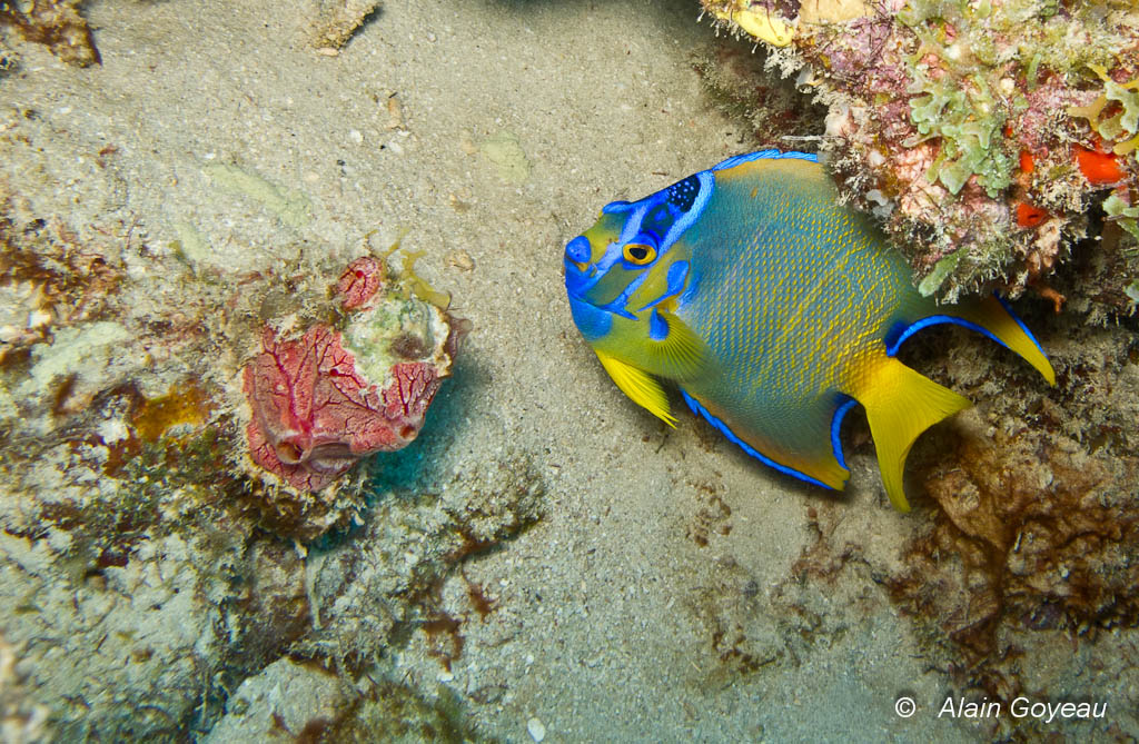Le Poisson Ange Royal (Holacanthus ciliaris) le plus coloré des poissons de Guadeloupe.