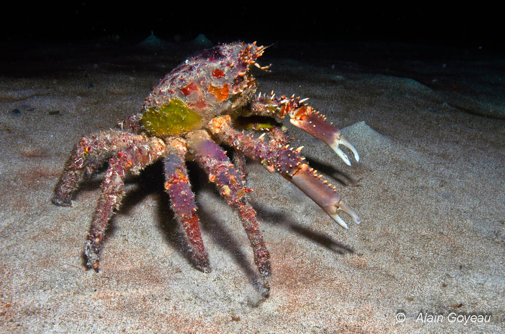 Un Crabe Araignée (Mithrax spinosissimus) explore une zone sableuse a la recherche de nourritue.