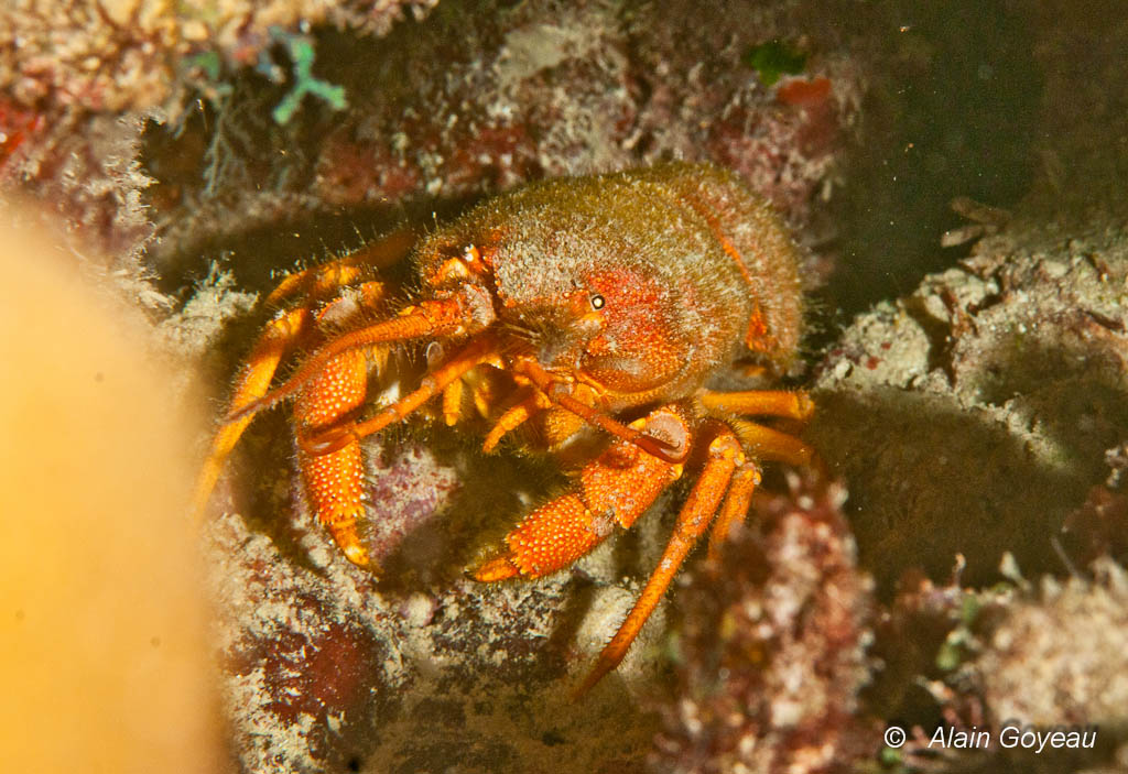 la langouste Cuivrée (Palinurellus gundlachi) est armée de griffes.