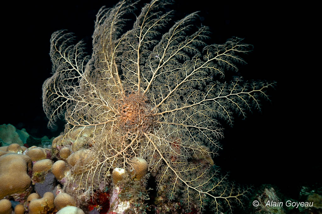L’Astrophyton (Astrophyton muricatum) tous bras déployés filtre le plancton.