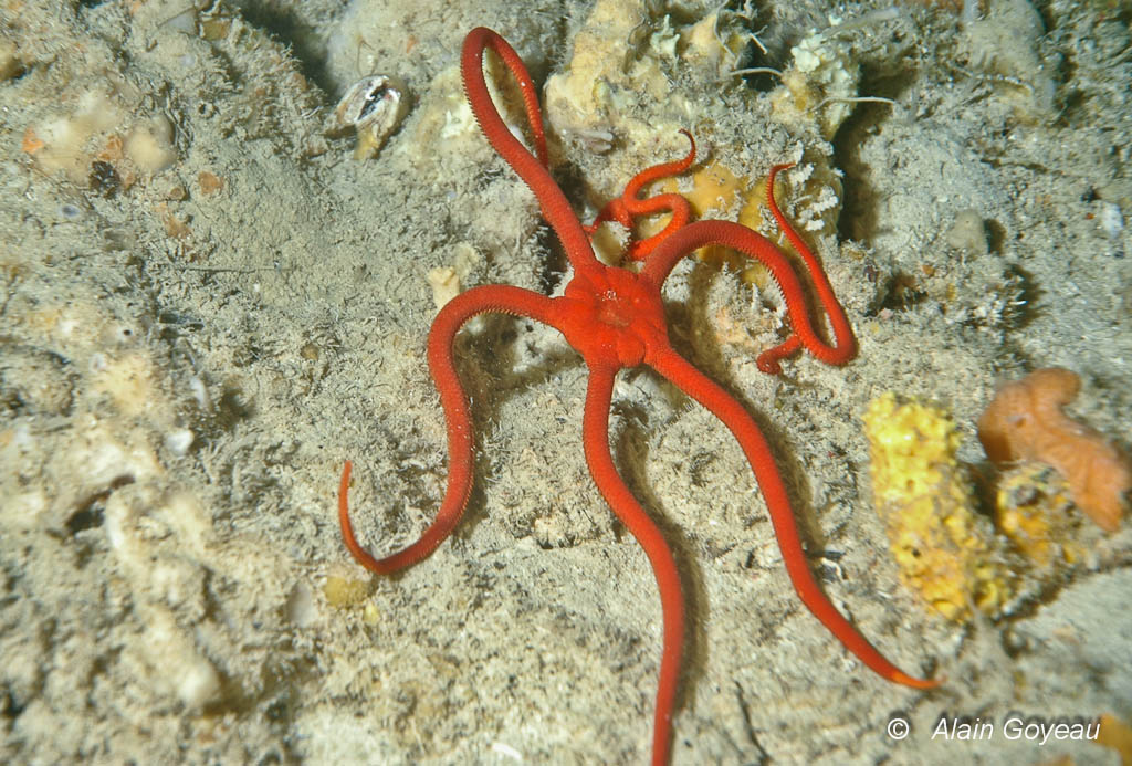 L’Ophiure-lisse Rubis (Ophioderma rubicundum) fuie la lumière.