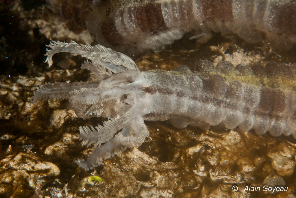 L’Holothurie Lappa (Euapta lappa), un monstre marin ?