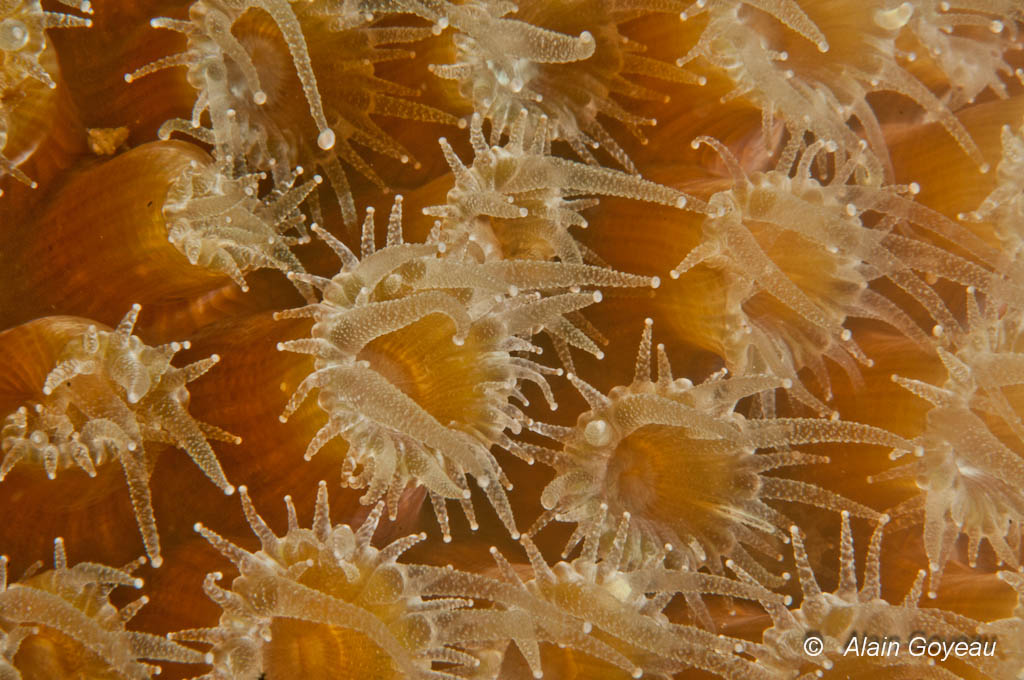 Les polypes du Grand Corail Etoilé (Montastrea cavernosa) sont déployés la nuit.