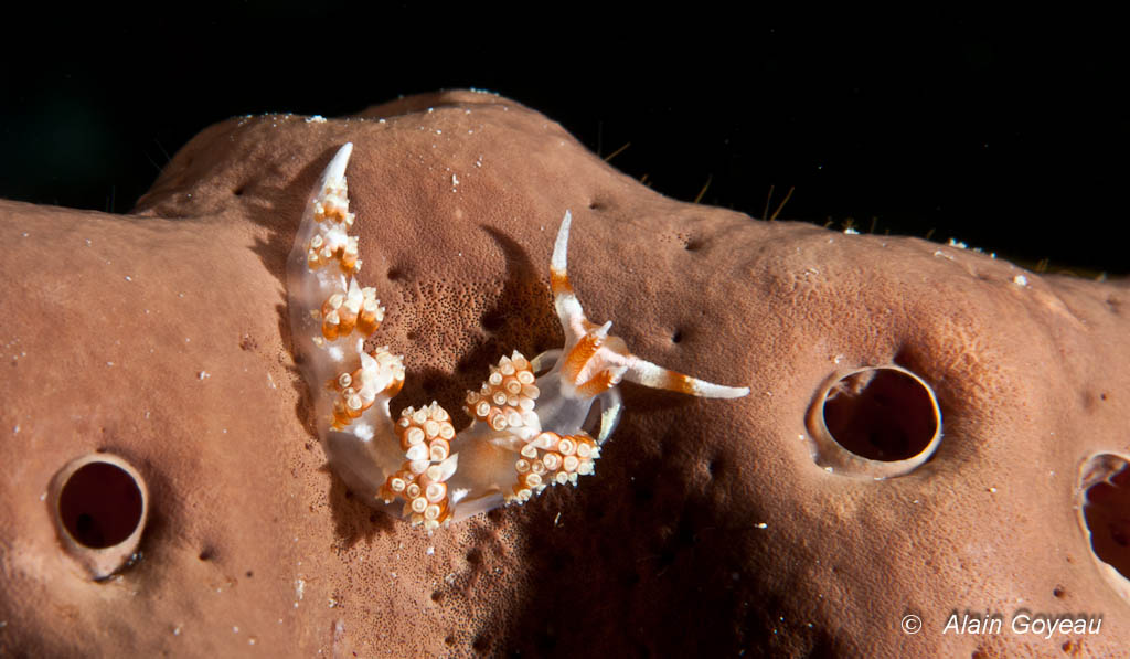 Cette minuscule limace (facelina.sp) se nourrit d'éponge.