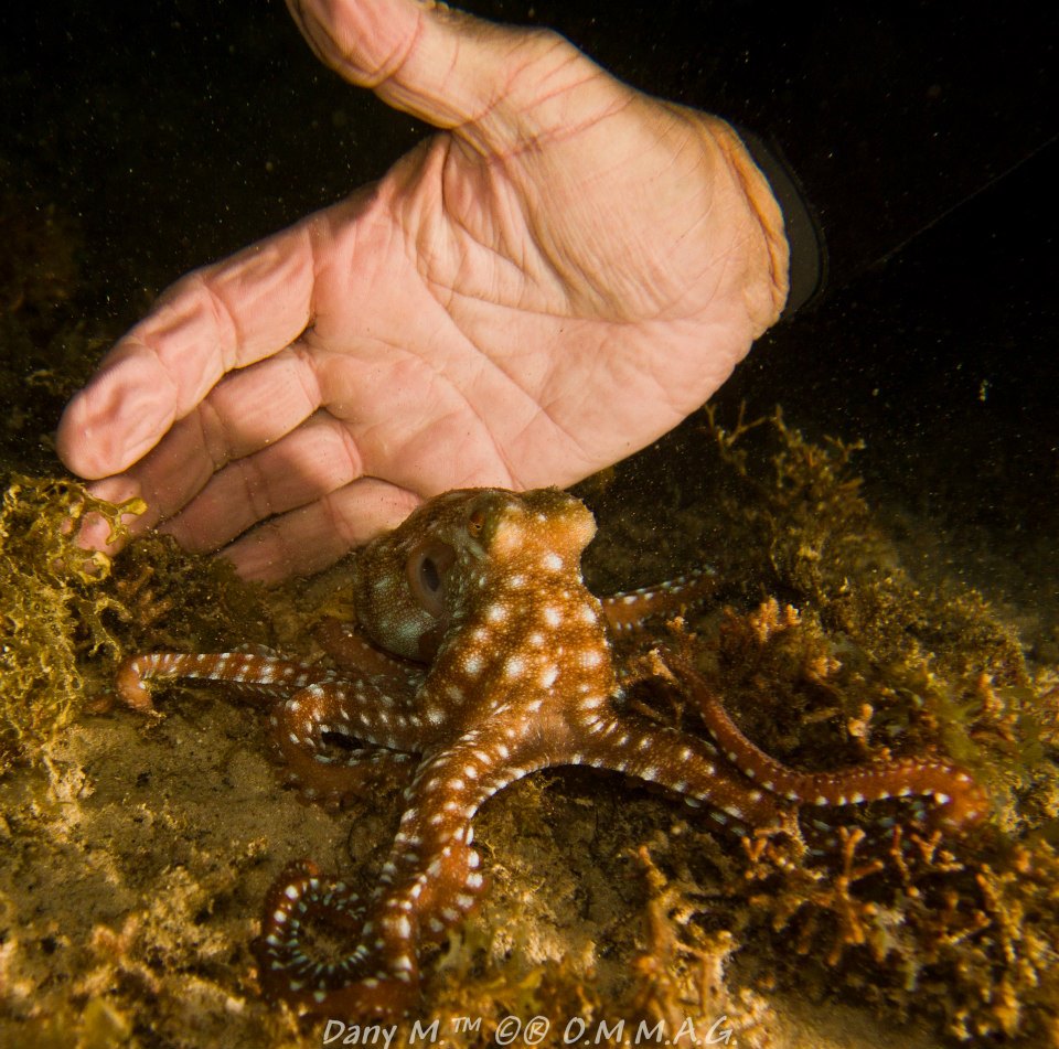 En plongée de nuit, Le Poulpe à Points Blancs (Octopus macropus) n'est pas farouche.