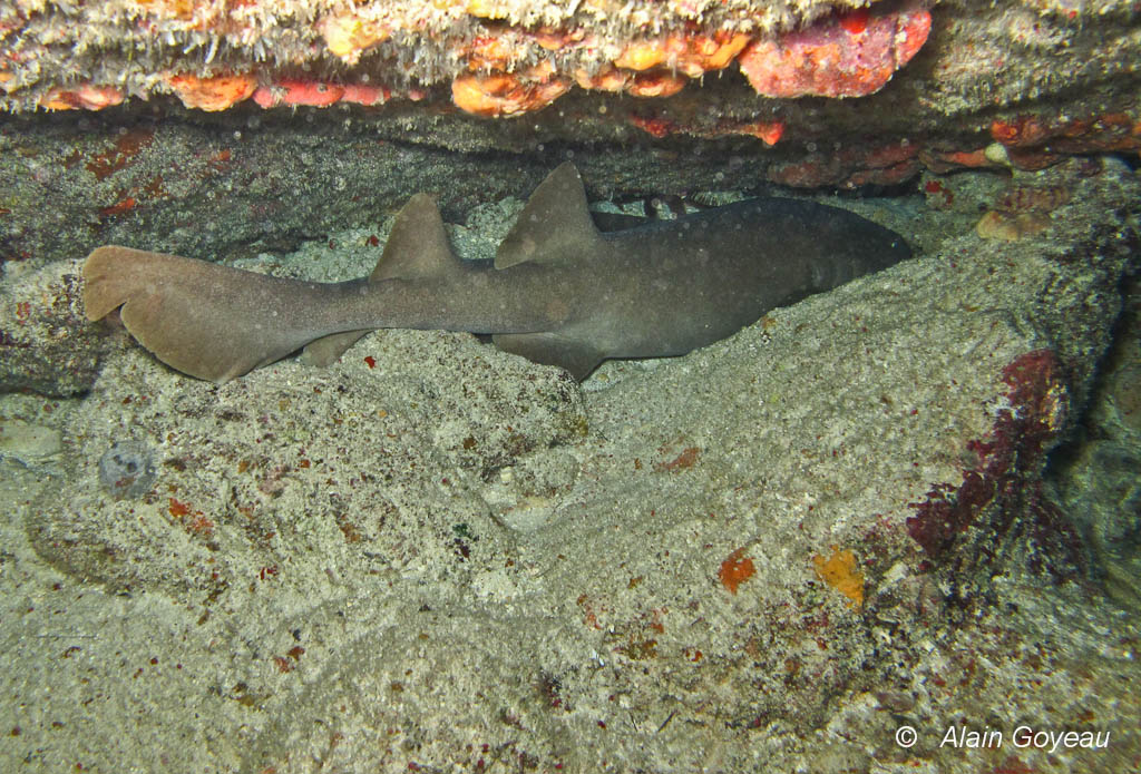 Requin Dormeur (Ginglymostoma cirratum) dans les éboulis à la Vigie Guadeloupe.