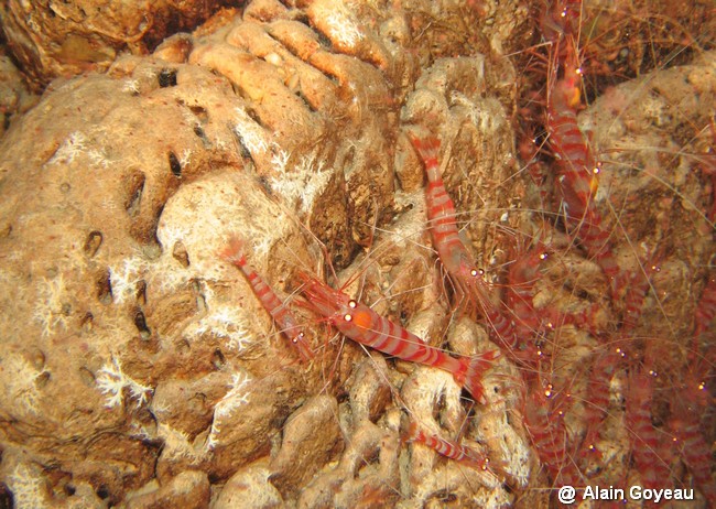 Crevette de Guadeloupe et des Antilles.