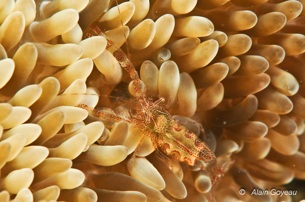 Crevette de l'Anémone Soleil (Periclimenes rathbunae)