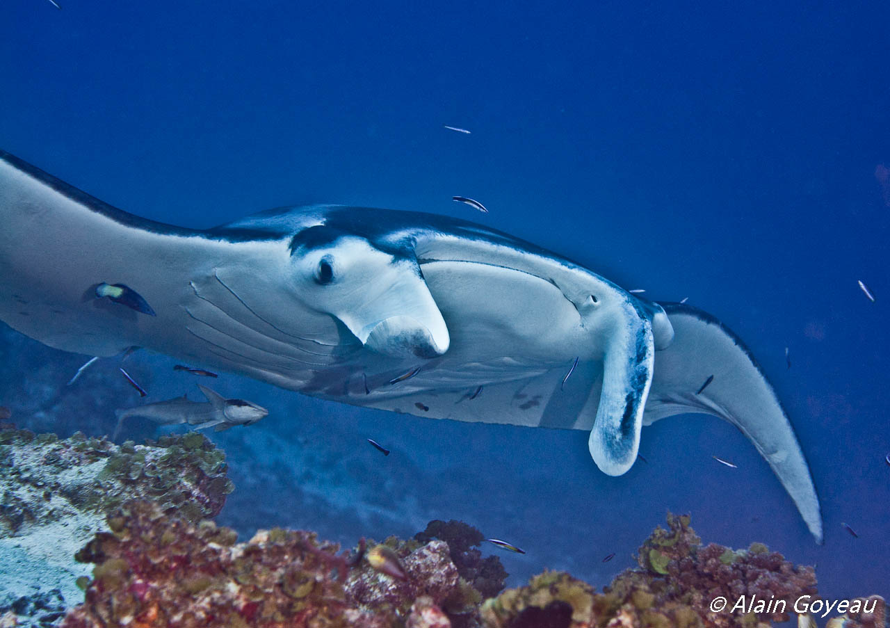 Autour de la Raie Manta de nombreux poissons nettoyeurs s'affairent.