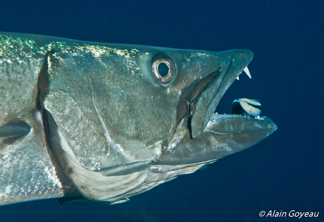 n Barracuda bouche ouverte attend que le petit Labre termine.