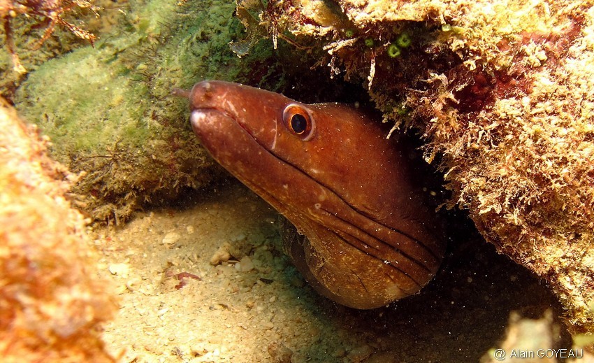 Murène Vipère (Enchelycore nigricans)