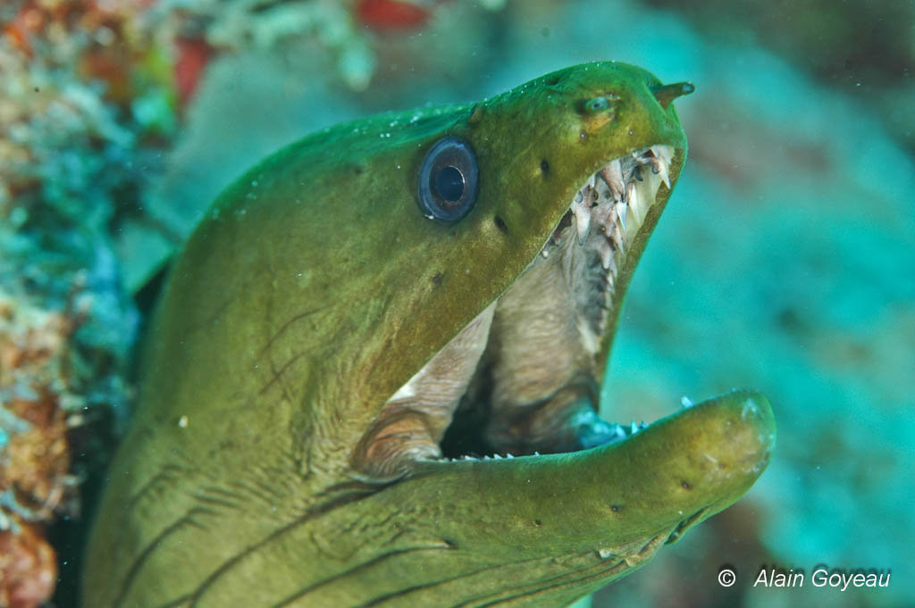 La Murène verte a une dentition impressionnante et sa morsure est redoutable.