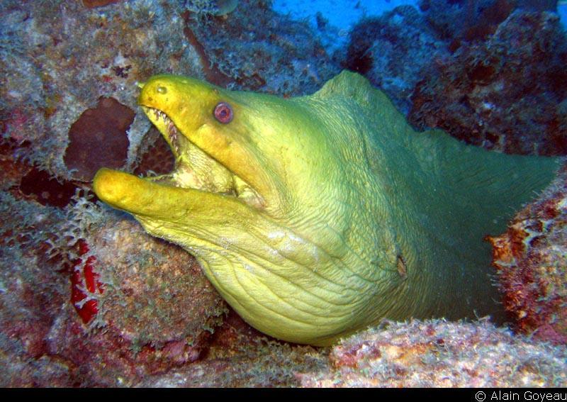 Murène verte, Congre vert ( Gymnothorax funebris).