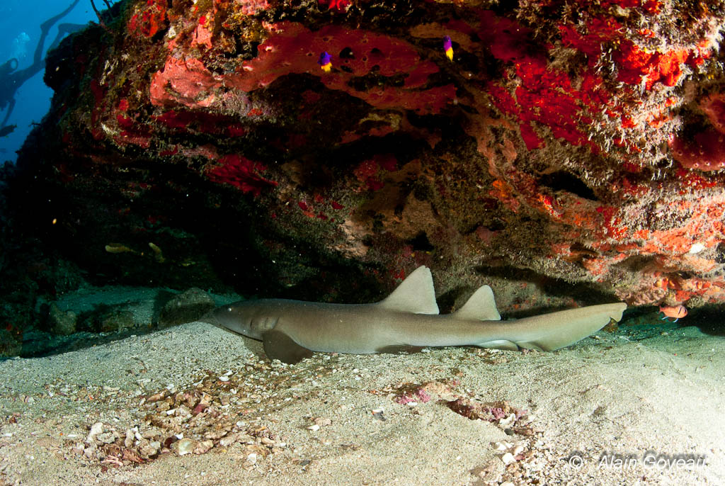 Un requin Dormeur endormi dans les éboulis de la Grande Vigie de Guadeloupe.