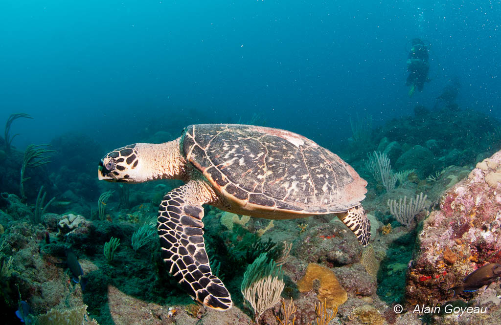 Une Tortiue Imbriquée rencontrée en plongée en Guadeloupe.