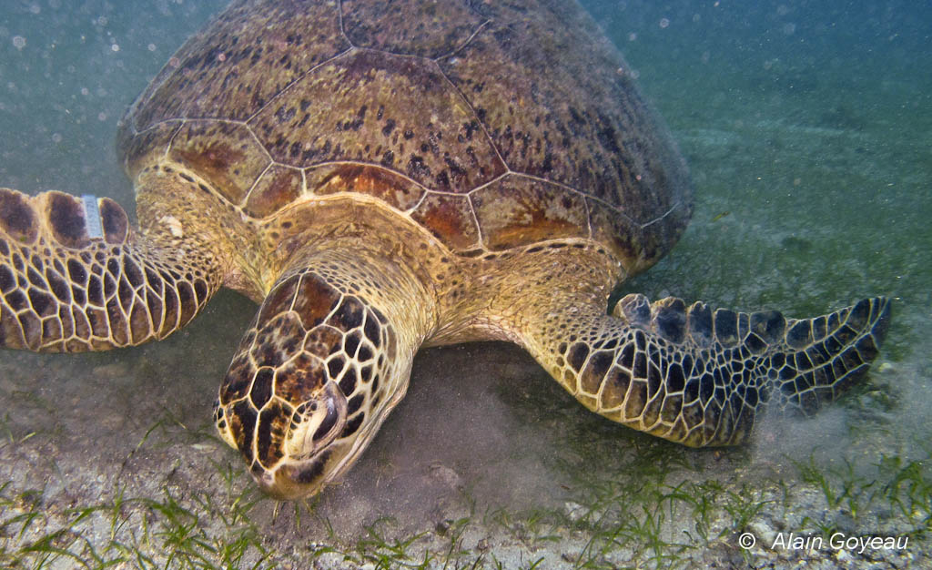 La Tortue Verte adulte se nourrit presqu'exclusivement de plante dans les herbiers.nourriture