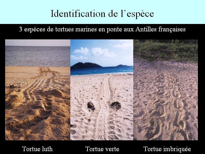 Chaque espèce de tortue marine laisse une trace bien particulière sur les plages de ponte en Guadeloupe.