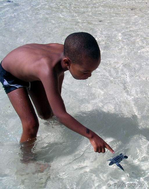 Ce bébé tortue Luth si tout va bien reviendra pondre en Guadeloupe dans 15 ans !