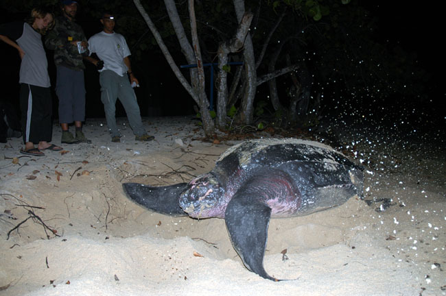 Une tortue Luth vient pondre sur la plage du Souffleur à Port-Louis en Guadeloupe.