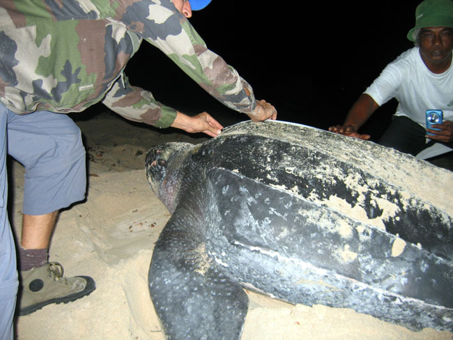 La carapace de la tortue Luth est mesurée. Elle ne posséde pas d'écaille mais une peau à l'aspect du cuir.