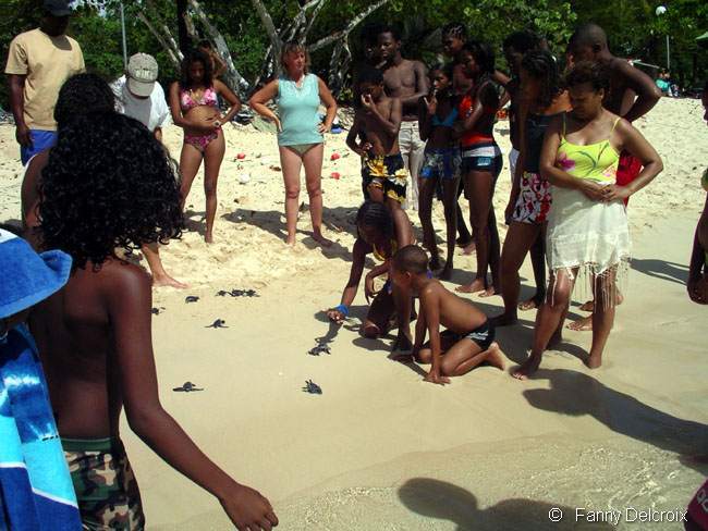 Les bébés tortues Luth suscitent l'étonnement sur la plage de Port Louis en Guadeloupe.
