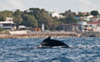 La plongée sous-marine en Guadeloupe
