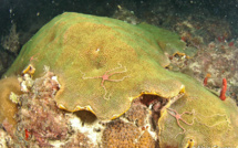 La féérie de la reproduction des coraux en Guadeloupe.