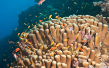 Le récif corallien protégé aux Antilles Françaises.