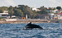 La plongée sous-marine en Guadeloupe