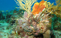 La Rascasse Volante : Pterois volitans 