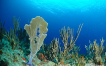 Cours de Biologie sous-marine en Guadeloupe.