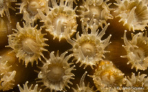 Le récif corallien des Antilles en danger !