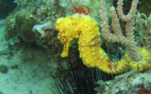 Environ 150 hippocampes nés à l’aquarium de la Guadeloupe ont découvert leur élément naturel.