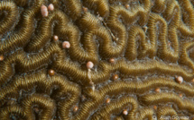 La reproduction des coraux en Guadeloupe.