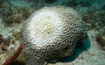 Le corail menacé par une nouvelle maladie mortelle !