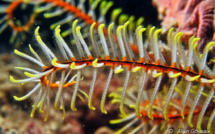 Les Echinodermes, des animaux sans tête.