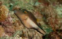 Les paisibles poissons coffre et globe en Guadeloupe savent parfaitement se défendre