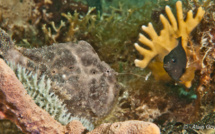 Un poisson pêcheur à la ligne ! Le poisson Crapaud. 