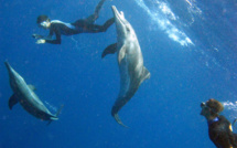 Un groupe de Dauphins en Guadeloupe (Steno bredanensis) vient à la rencontre des plongeurs.