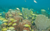 Paradisiaques, les sites à baptêmes de Port Louis.