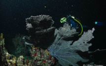 La mystérieuse vie nocturne de la faune aquatique en Guadeloupe.