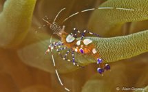 Les Crevettes de Guadeloupe et des Petites Antilles.
