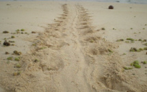 Sur les traces des tortues marines de Guadeloupe.