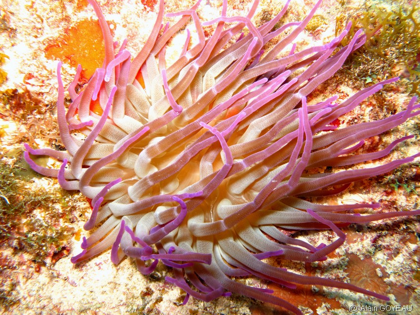Anémone Géante (Condylactis gigantea).